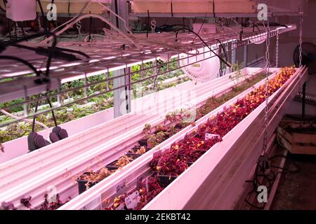 Plants from the company Wesh Grow are seen growing in a shared space with the underground urban farm La Caverne in Paris, France, on February 23, 2021. A 3,000-square meter abandoned underground parking garage in Paris transformed into an urban farming unit that produces up to a ton of organic endives and mushrooms every week. Photo by Aurore Marechal/ABACAPRESS.COM Stock Photo