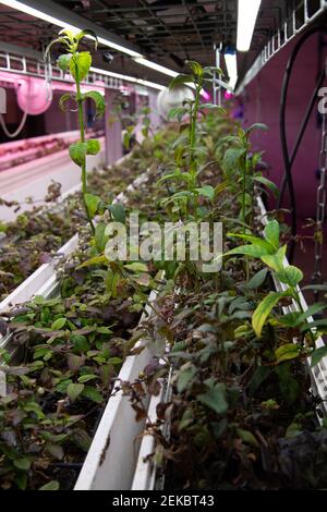 Plants from the company Wesh Grow are seen growing in a shared space with the underground urban farm La Caverne in Paris, France, on February 23, 2021. A 3,000-square meter abandoned underground parking garage in Paris transformed into an urban farming unit that produces up to a ton of organic endives and mushrooms every week. Photo by Aurore Marechal/ABACAPRESS.COM Stock Photo