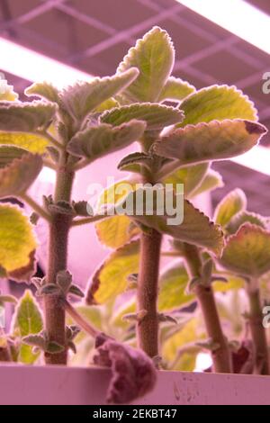 Plants from the company Wesh Grow are seen growing in a shared space with the underground urban farm La Caverne in Paris, France, on February 23, 2021. A 3,000-square meter abandoned underground parking garage in Paris transformed into an urban farming unit that produces up to a ton of organic endives and mushrooms every week. Photo by Aurore Marechal/ABACAPRESS.COM Stock Photo