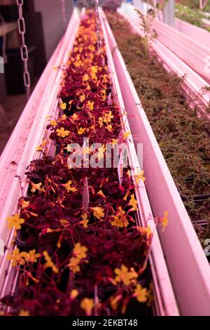 Plants from the company Wesh Grow are seen growing in a shared space with the underground urban farm La Caverne in Paris, France, on February 23, 2021. A 3,000-square meter abandoned underground parking garage in Paris transformed into an urban farming unit that produces up to a ton of organic endives and mushrooms every week. Photo by Aurore Marechal/ABACAPRESS.COM Stock Photo