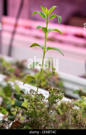 Plants from the company Wesh Grow are seen growing in a shared space with the underground urban farm La Caverne in Paris, France, on February 23, 2021. A 3,000-square meter abandoned underground parking garage in Paris transformed into an urban farming unit that produces up to a ton of organic endives and mushrooms every week. Photo by Aurore Marechal/ABACAPRESS.COM Stock Photo