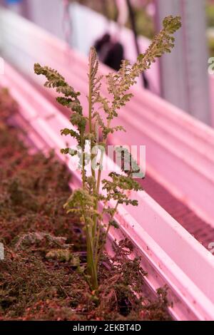 Plants from the company Wesh Grow are seen growing in a shared space with the underground urban farm La Caverne in Paris, France, on February 23, 2021. A 3,000-square meter abandoned underground parking garage in Paris transformed into an urban farming unit that produces up to a ton of organic endives and mushrooms every week. Photo by Aurore Marechal/ABACAPRESS.COM Stock Photo