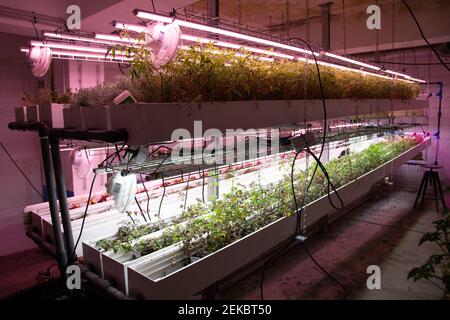 Plants from the company Wesh Grow are seen growing in a shared space with the underground urban farm La Caverne in Paris, France, on February 23, 2021. A 3,000-square meter abandoned underground parking garage in Paris transformed into an urban farming unit that produces up to a ton of organic endives and mushrooms every week. Photo by Aurore Marechal/ABACAPRESS.COM Stock Photo