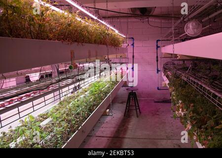 Plants from the company Wesh Grow are seen growing in a shared space with the underground urban farm La Caverne in Paris, France, on February 23, 2021. A 3,000-square meter abandoned underground parking garage in Paris transformed into an urban farming unit that produces up to a ton of organic endives and mushrooms every week. Photo by Aurore Marechal/ABACAPRESS.COM Stock Photo