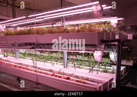 Plants from the company Wesh Grow are seen growing in a shared space with the underground urban farm La Caverne in Paris, France, on February 23, 2021. A 3,000-square meter abandoned underground parking garage in Paris transformed into an urban farming unit that produces up to a ton of organic endives and mushrooms every week. Photo by Aurore Marechal/ABACAPRESS.COM Stock Photo