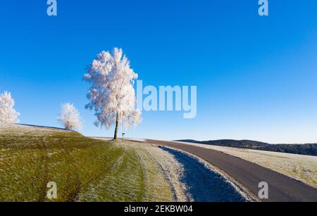 Clear sky over frost-covered birch trees growing by country road Stock Photo