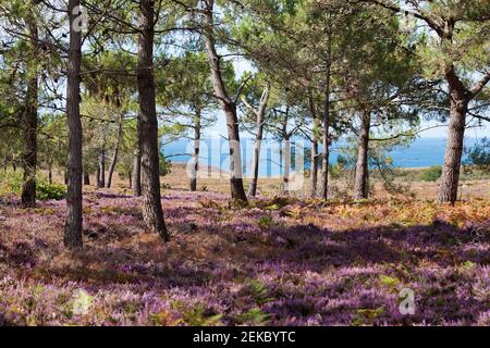 Cap Erquy, Brittany, Heath and pine trees in summer. Pine forest by the sea. France. Stock Photo