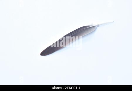 black and white bird feather on white background Stock Photo