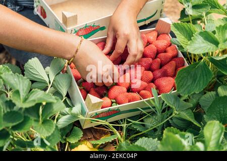 Hands of farmer placing fresh strawberries in wooden box on plant at farm Stock Photo