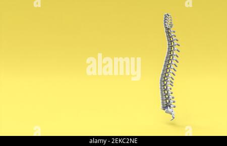 backbone on yellow background. 3d render. Stock Photo