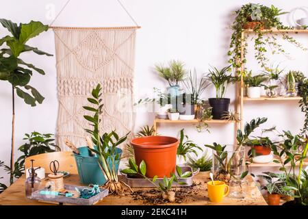 Flower pot and Zamioculcas Zamiifolia plant with gardening equipment on table at home Stock Photo