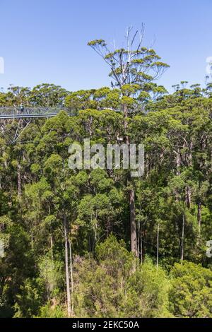 Treetop walkway stretching between red tingle trees (Eucalyptus jacksonii) growing in Walpole-Nornalup National Park Stock Photo