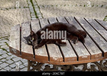 Stray black cat lies on wooden table in park of Istanbul. Stock Photo