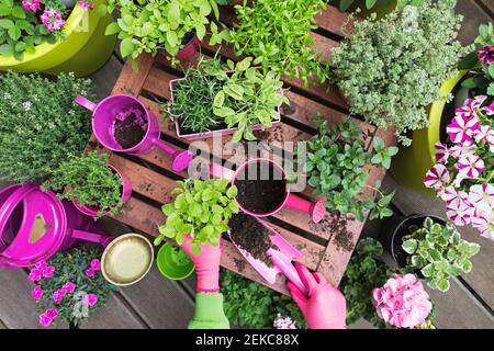Planting herb and vegetable garden on balcony Stock Photo