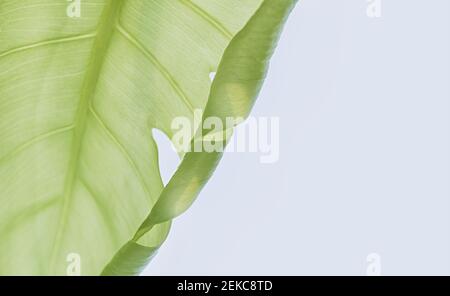 Single leaf of Monstera plant on white background. Close up, isolated with copy space. Stock Photo