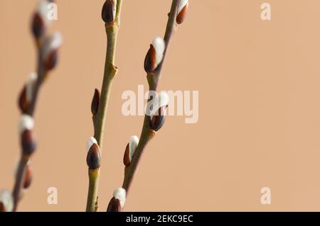 Easter branch of willow on a beige background. Willow branches and buds. Spring background. Copy space. Stock Photo