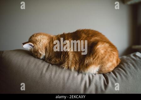 Ginger cat sleeping with face on couch at home Stock Photo