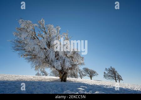Snow-covered beech trees in winter, Germany Stock Photo