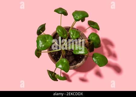 Studio shot of potted Chinese money plant (Pilea peperomioides) Stock Photo