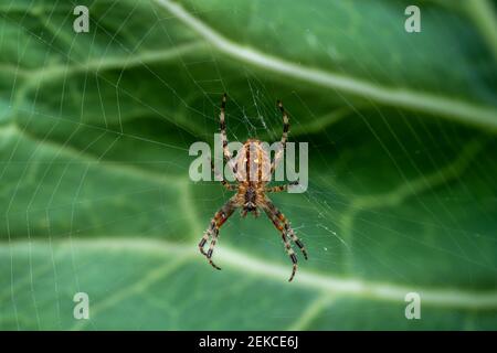 Issaquah, Washington, USA.  Cross spider (Araneus diadematus) on its web in a garden.
