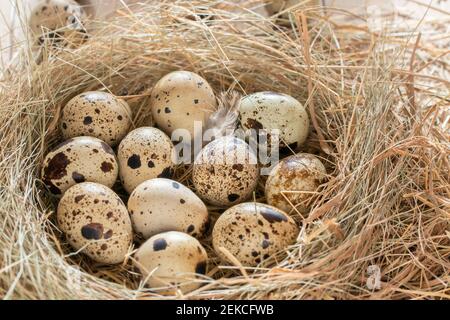 Several quail eggs in a decorative nest made of straw on a wooden table Stock Photo
