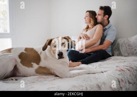 Dog lying on bed while loving couple sitting in background at home