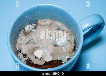 Closeup of mold and fungal spores growing on old gravy left in a coffee cup. Stock Photo