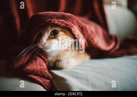 Cat wrapped in red blanket sitting on sofa Stock Photo