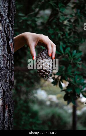 Hand of woman holding pine cone by tree trunk in forest Stock Photo