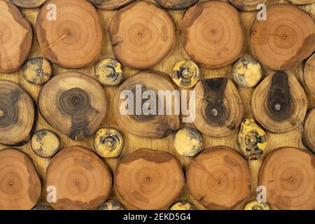 Wood panel made from cuts from a tree trunk. Top view Stock Photo
