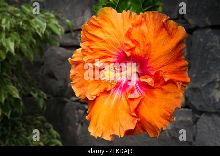 Close-up photo of an orange Hibiscus flower against a dark lava rock background in the island of Madeira in summer Stock Photo