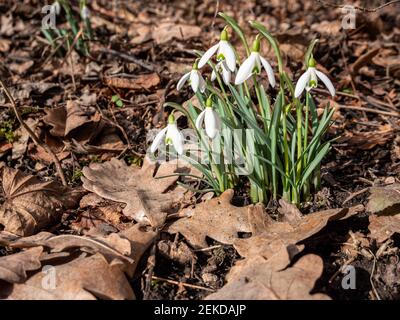 Snowdrops in spring on a meadow with fallen leaves Stock Photo