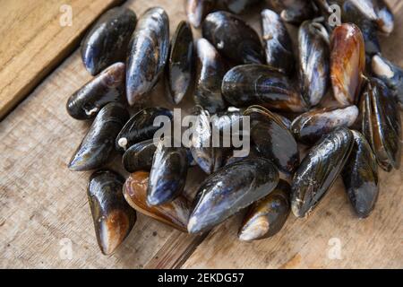 Raw, uncooked Scottish rope grown mussels bought from a Waitrose supermarket. Brexit on January 31 2020 caused disruption to some of the UK’s shellfis Stock Photo