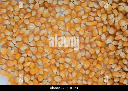Heap of raw popcorn grains texture background Stock Photo