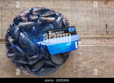 Raw, uncooked Scottish rope grown mussels bought from a Waitrose supermarket. Brexit on January 31 2020 caused disruption to some of the UK’s shellfis Stock Photo