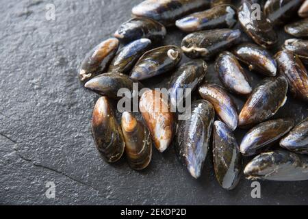 Raw, uncooked Scottish rope grown mussels bought from a Waitrose supermarket. Brexit on January 31 2020 caused disruption to some of the UK’s shellfis Stock Photo