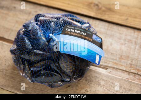 Raw, uncooked Scottish rope grown mussels bought from a Waitrose supermarket. Brexit on January 31 2020 caused disruption to some of the UK’s shellfis Stock Photo