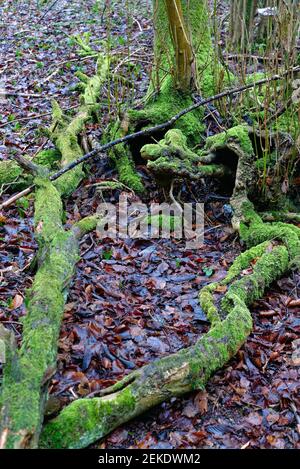Irregular shapes formed by fallen branches of a tree covered in green moss on a  forest floor covered in old rotting leaves