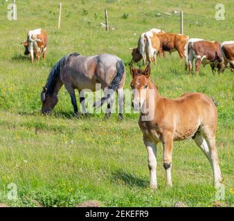 Cute brown young horse staying on a grass. In the background, out of the focus, are cows and horse Stock Photo