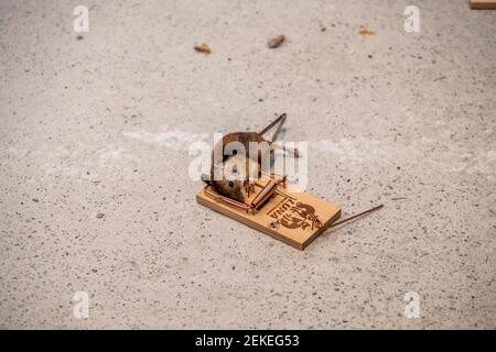 DONEGAL , IIRELAND - FEBRUARY 23 2021 : Mouse trapped in Mouse trap Stock Photo
