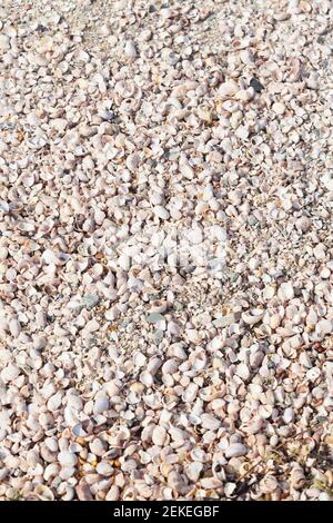 Shell beach Texture from the coast of Normandy, France. Saint-Vaast-la-Hougue. Thousends of seashells on the coast. Stock Photo