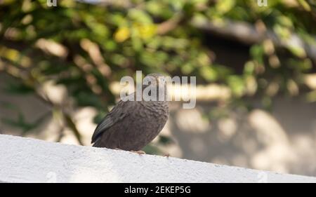 Yellow-billed Babbler (Argya affinis taprobanus) in Sri Lanka, wintertime Stock Photo