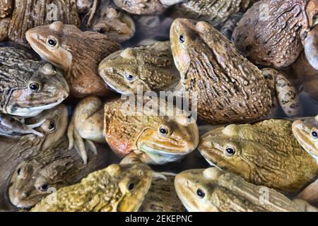 Chinese Bullfrog (Hoplobatrachus rugulosus) - These frogs are artificially  bred for food in Southeast Asia. Thai market. So-called wet markets Stock  Photo - Alamy