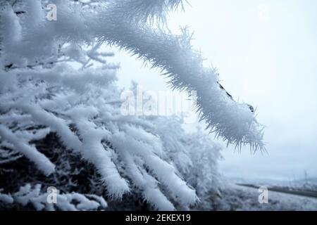 White frost (rime) on the branches of the tree is exquisite in the grace of long thin crystals - plate-crystal frost. Snow flower twigs Stock Photo