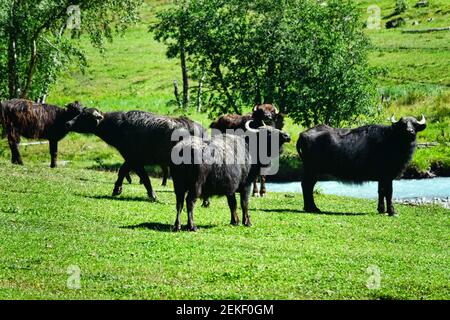 A herd of Buffalo on Alpine pastures around a mountain river. Northern Caucasus Stock Photo