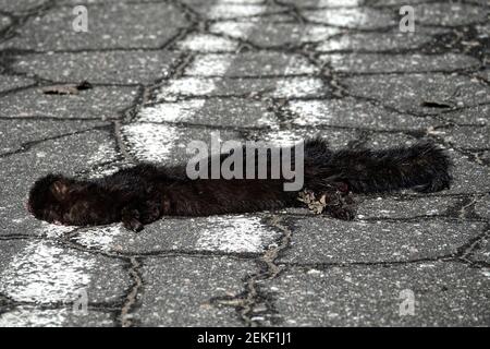 Mammals as victims of cars on roads. American mink (Mustela vison) hit by car on forest road, passing car in background. Every day millions of animals Stock Photo
