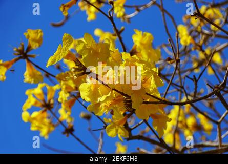 Beautiful clusters of yellow flowering tree of Tabebuia Aurea Stock Photo