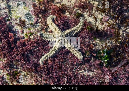 Spiny Starfish; Marthasterias glacialis; Rock Pool; UK Stock Photo