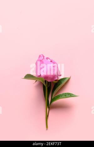 One pink peony flowers on pink background. Stock Photo