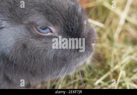 Beautiful and adorable grey rabbit with blue eyes sitting in your little house Stock Photo